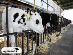 گزارش هیئت مدیره تلیسه و شسینا به مجمع عمومی | خبر مهم از تجدید ارزیابی برای این نماد