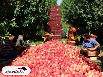 رقابت پذیری محصولات کشاورزی ایران و صادرات ۳۰۰ میلیون دلار سیب