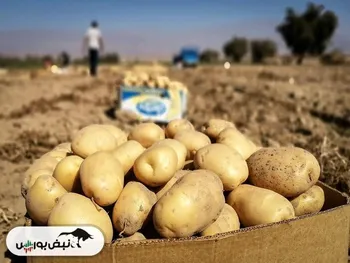 رشد ۱۶۹ درصدی صادرات سیب‌زمینی