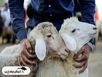 رشد قیمت گوسفند و گوساله تا کجا؟