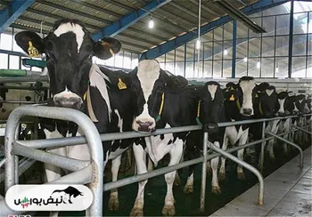 پیگیری‌های نبض‌بورس جواب داد | موج شفاف‌سازی شرکت‌های دامپروری پس از انتشار گزارش تب برفکی