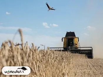 چرا پیش‌بینی کارشناسان مبنی بر کمبود گندم به وقوع نپیوست؟