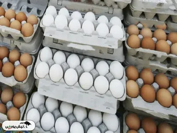 قیمت هرشانه تخم مرغ فله به ۲۵۰ هزارتومان رسید