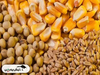 حاشیه جدید نرخ جدید دلار برای نهاده دامی