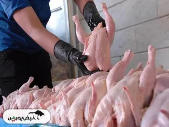 قیمت مرغ گران نمی‌شود