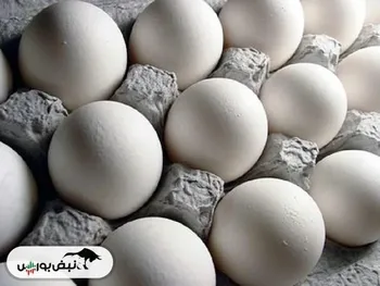 نگاهی به بازار تخم مرغ در اردیبهشت ماه