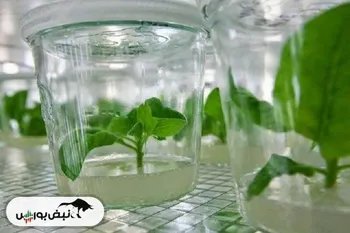 تولید نهال‌های گیاهان با ویژگی‌های مادر و به روش کشت بافت