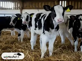 قیمت دام زنده امروز ۱ بهمن ۱۴۰۴