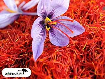 شرایط وام ۵۰ میلیونی بدون ضامن زعفرانکاران چیست؟